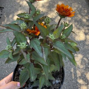 Érdes napszemvirág borostyánnarancs színváltozat – Heliopsis helianthoides var. scabra