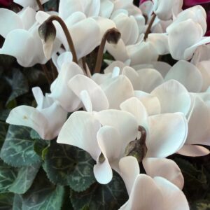 Fehér szobai ciklámen – Cyclamen persicum virágzó cserepes növény