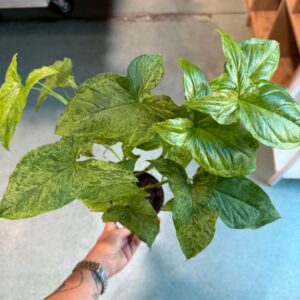 Foltos nyíllevél ‘Mottled Mojito’ – Syngonium podophyllum márványozott zöld levelekkel
