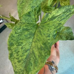 Foltos nyíllevél ‘Mottled Mojito’ márványozott zöld levelének közeli képe