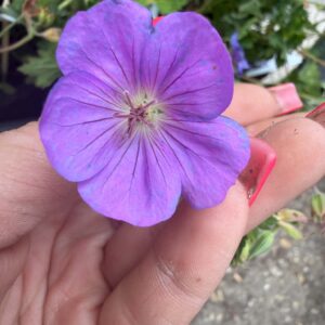 Geranium ‘Rozanne’ gólyaorr kékeslila virágának közeli képe