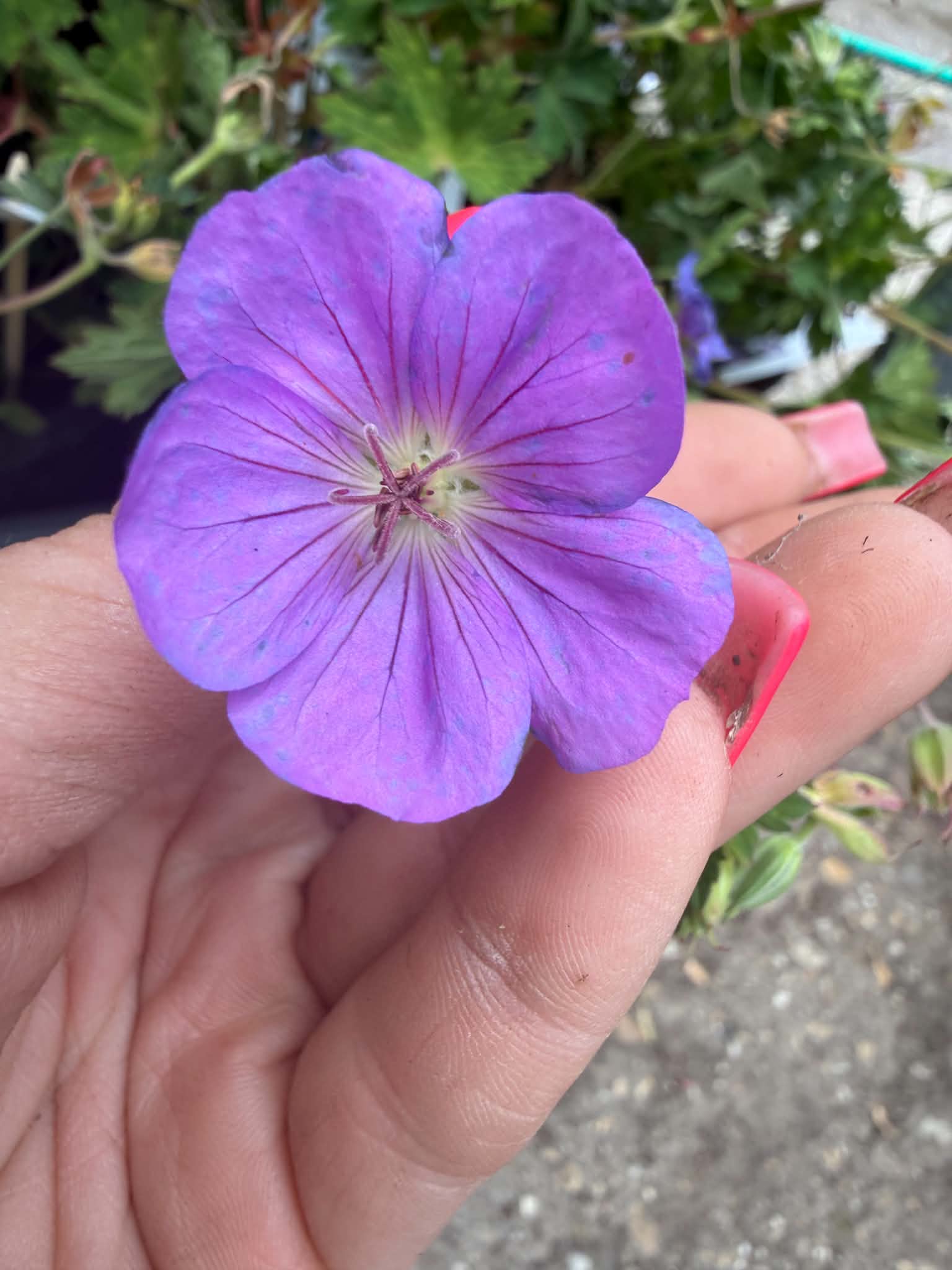 Geranium ‘Rozanne’ gólyaorr kékeslila virágának közeli képe