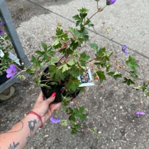 Geranium ‘Rozanne’ gólyaorr gazdagon virágzó évelő dísznövény