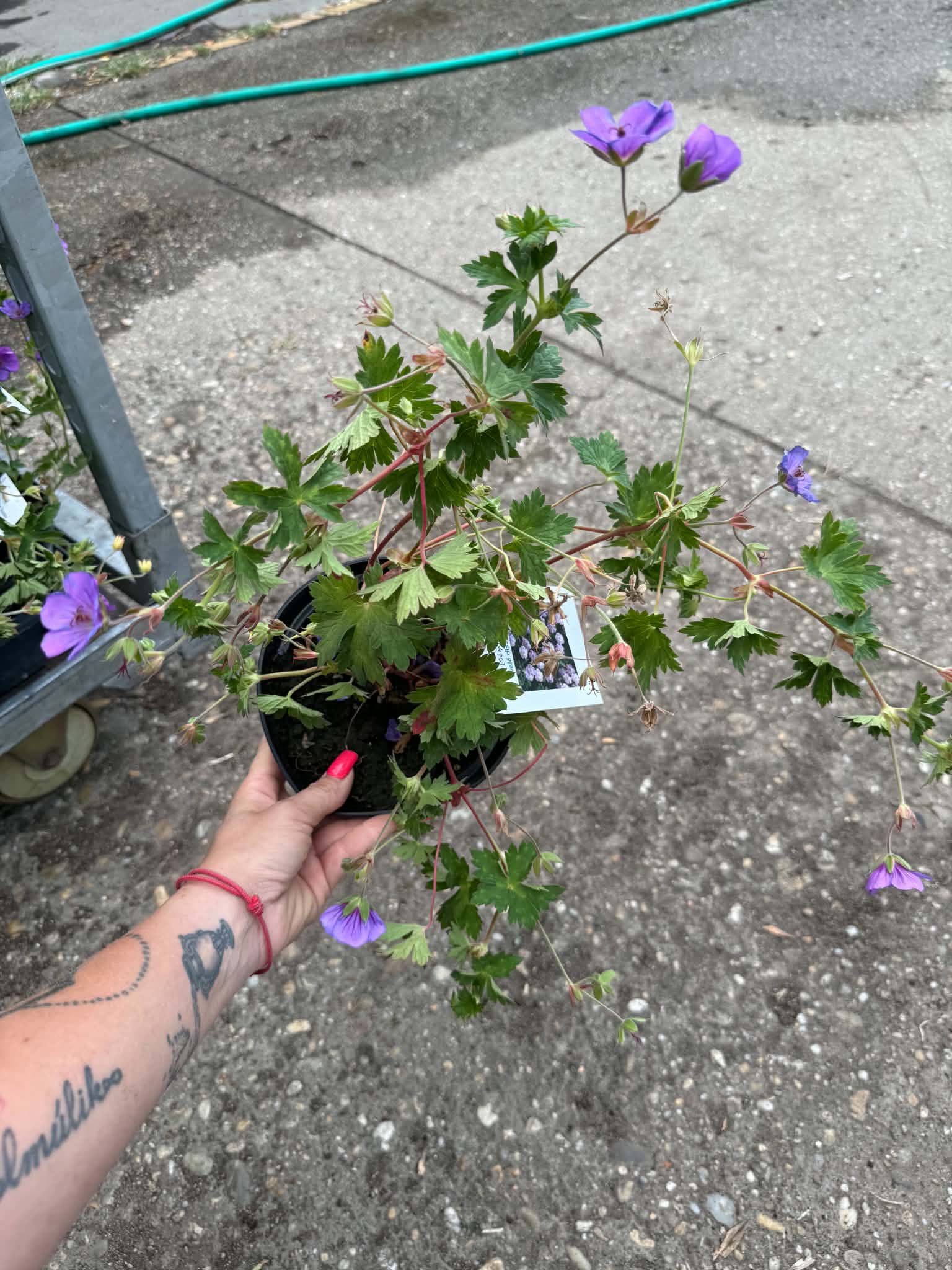 Geranium ‘Rozanne’ gólyaorr gazdagon virágzó évelő dísznövény