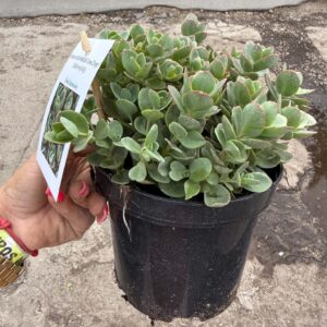 Japán varjúháj 'Lime Zinger' – Sedum SUNSPARKLER® 'Lime Zinger' cserépben