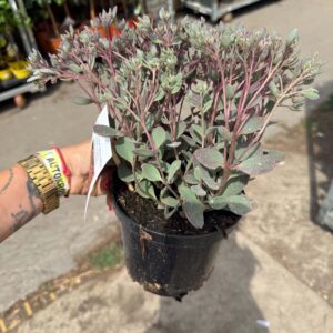Japán varjúháj 'Olive Valley' – Sedum cauticola 'Olive Valley' cserépben