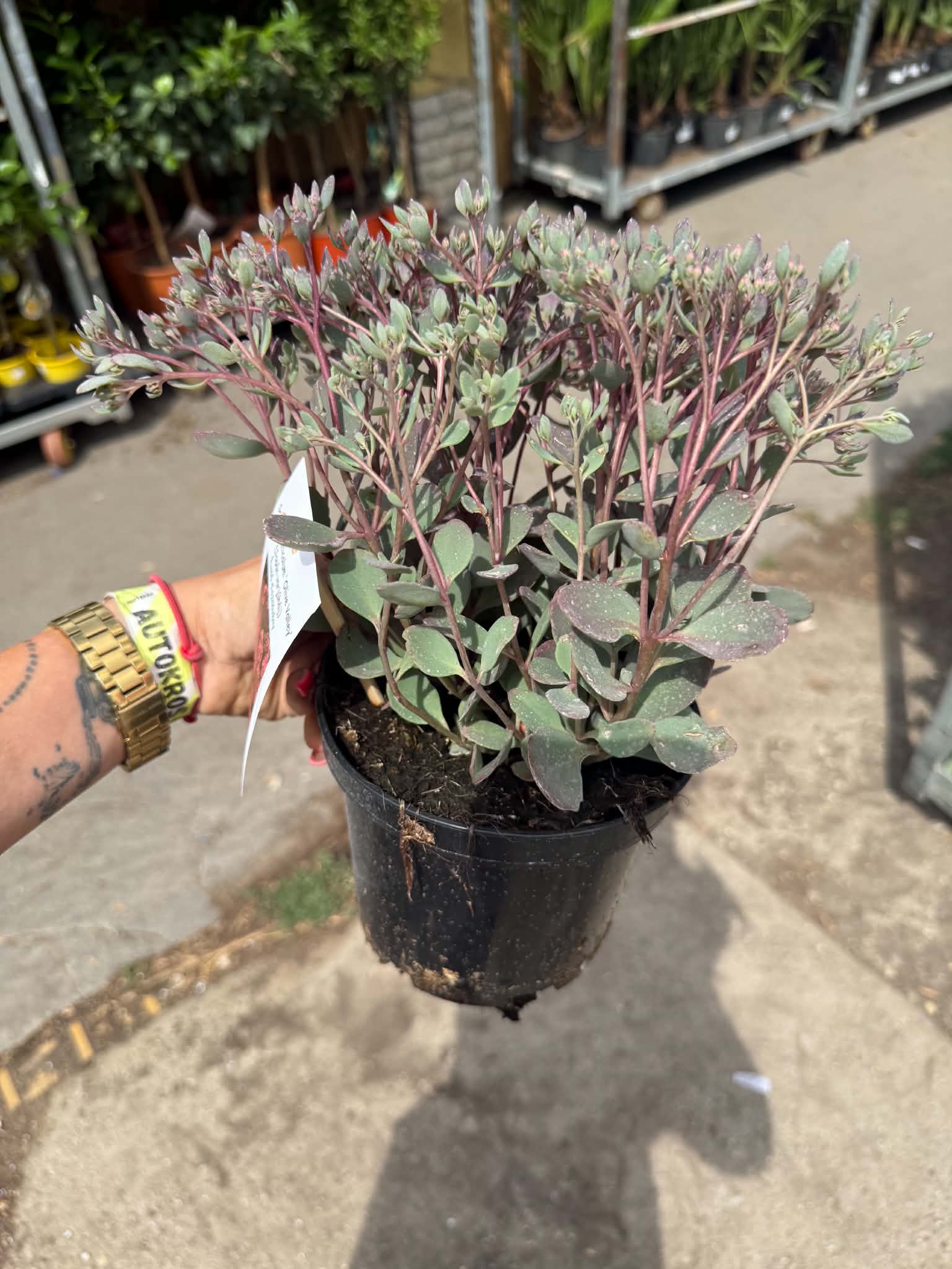 Japán varjúháj 'Olive Valley' – Sedum cauticola 'Olive Valley' cserépben