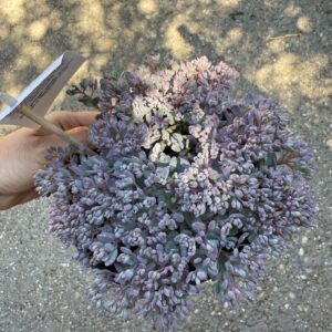 Japán varjúháj – Sedum cauticola ‘Painted Pebble’ lilás-rózsaszín lombbal