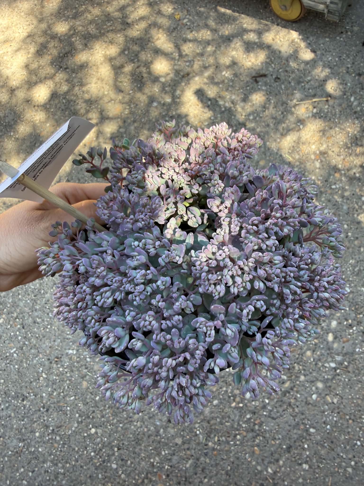 Japán varjúháj – Sedum cauticola ‘Painted Pebble’ lilás-rózsaszín lombbal