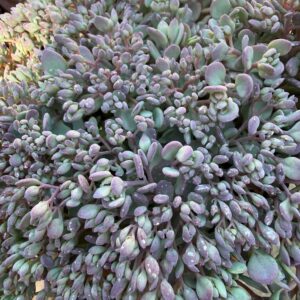 Sedum cauticola ‘Painted Pebble’ kékeszöld és lilás húsos levelei közelről