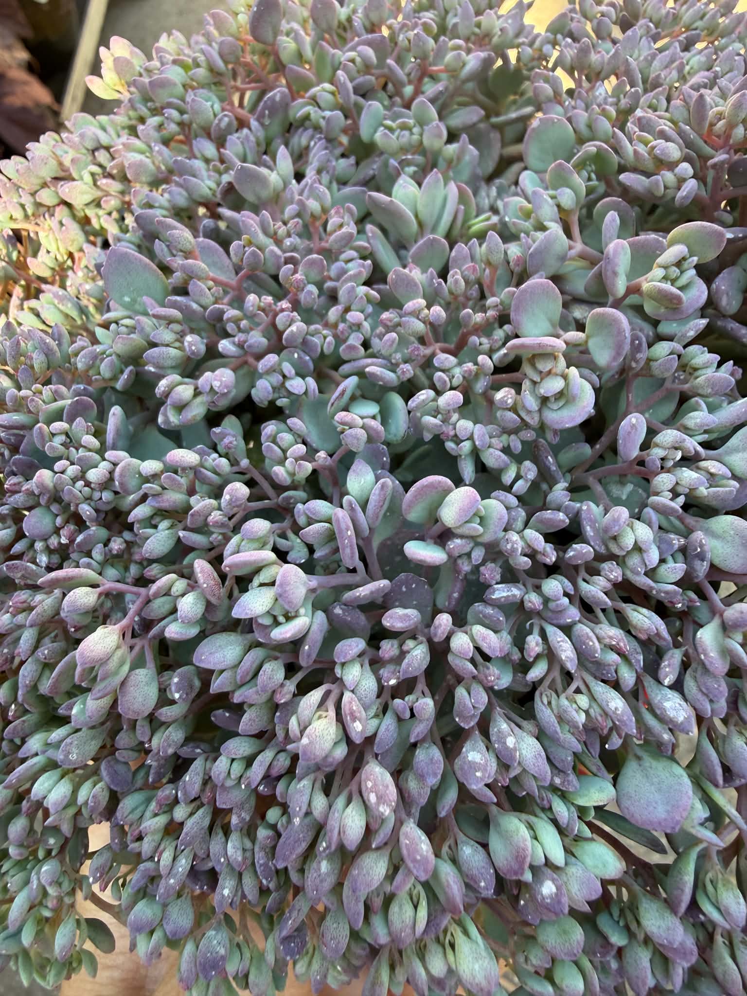 Sedum cauticola ‘Painted Pebble’ kékeszöld és lilás húsos levelei közelről