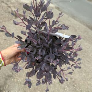 Japán varjúháj 'Red Canyon' – Sedum cauticola 'Red Canyon' cserépben