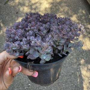 Japán varjúháj – Sedum cauticola ‘Rocky’ cserepes növény