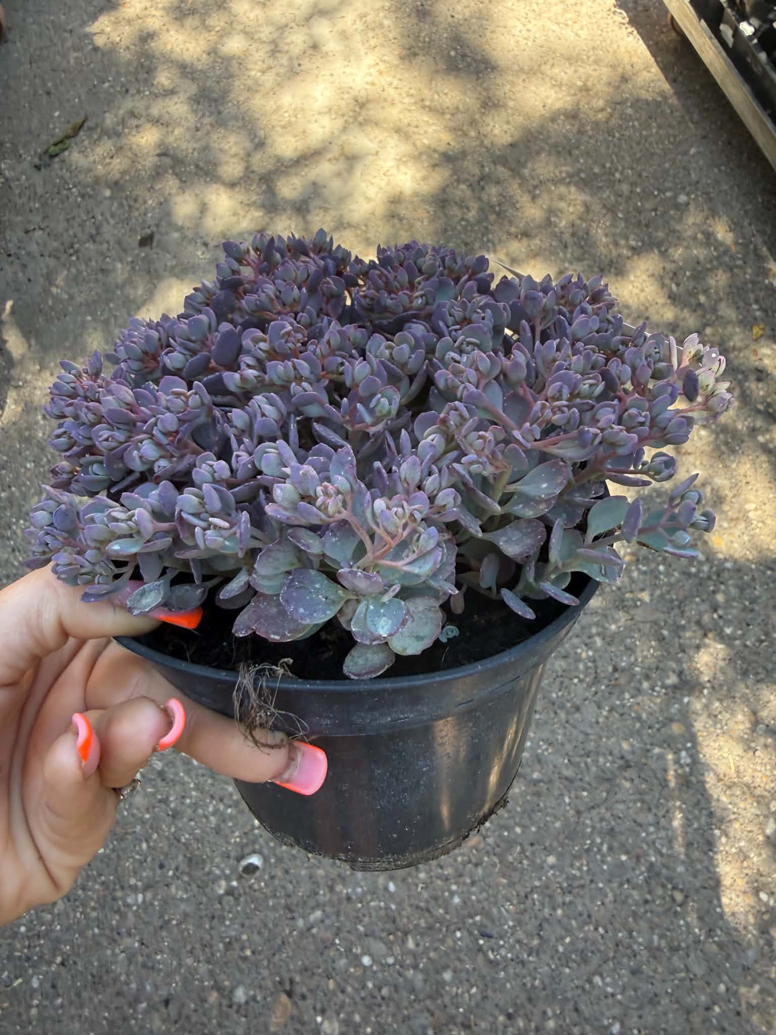 Japán varjúháj – Sedum cauticola ‘Rocky’ cserepes növény