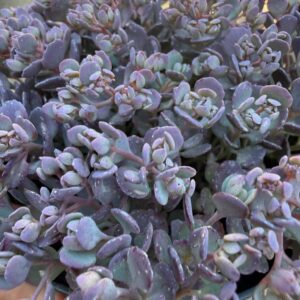 Sedum cauticola ‘Rocky’ japán varjúháj lilás húsos levelei