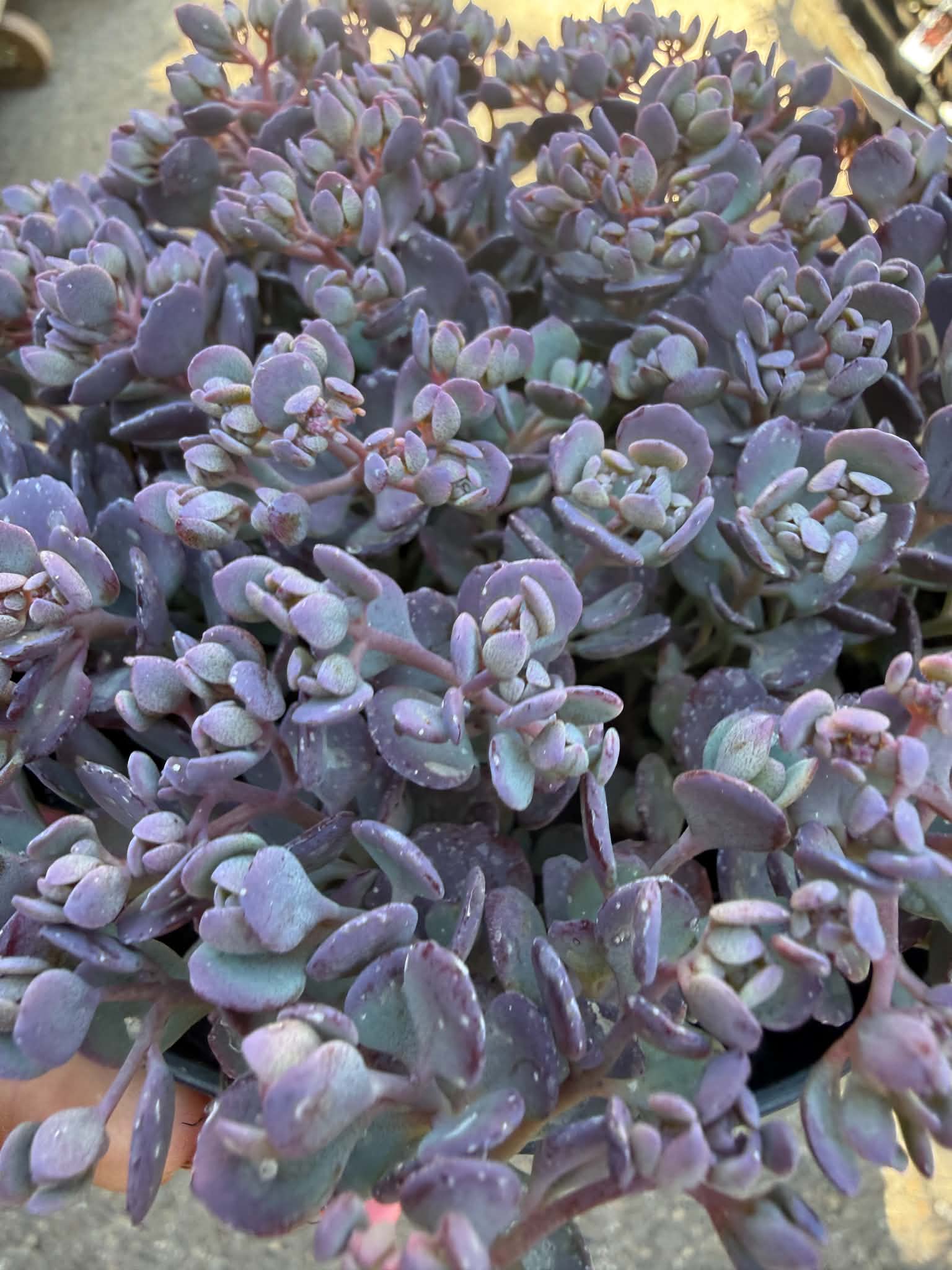 Sedum cauticola ‘Rocky’ japán varjúháj lilás húsos levelei