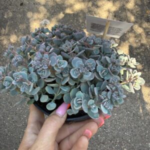 Japán varjúháj – Sedum cauticola kékeszöld húsos levelekkel
