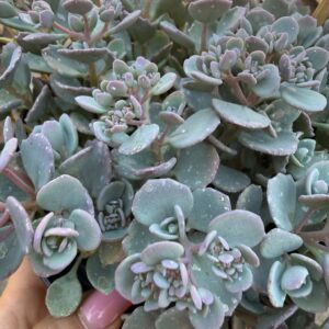 Sedum cauticola japán varjúháj hamvas kékeszöld levelei közelről