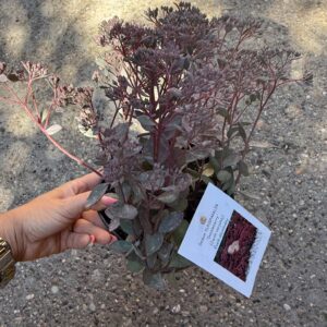 Japán varjúháj – Sedum SUNSPARKLER ‘Dazzleberry’ sötét lombbal és virágbimbókkal