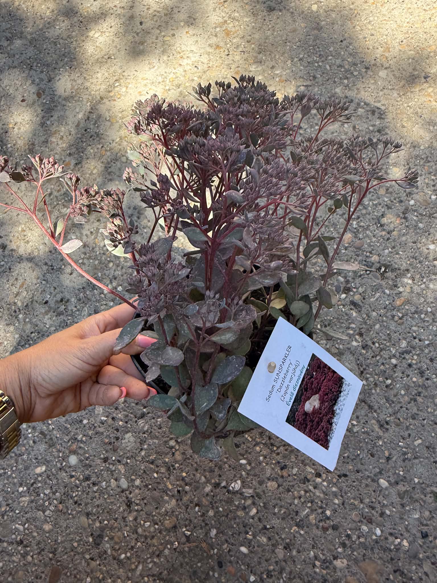 Japán varjúháj – Sedum SUNSPARKLER ‘Dazzleberry’ sötét lombbal és virágbimbókkal