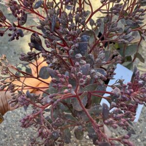 Sedum SUNSPARKLER ‘Dazzleberry’ japán varjúháj virágbimbói közelről
