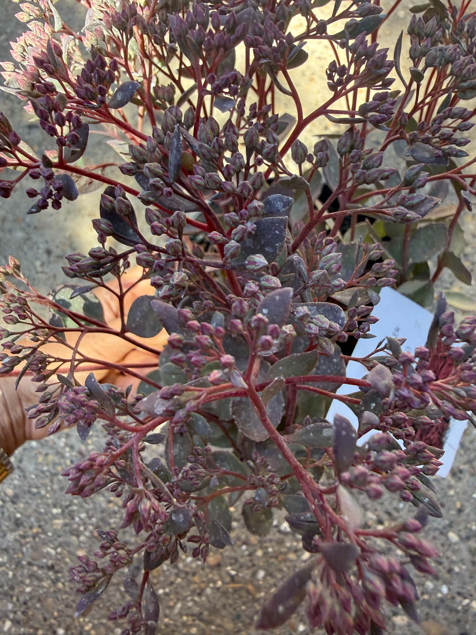 Sedum SUNSPARKLER ‘Dazzleberry’ japán varjúháj virágbimbói közelről