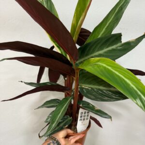 Calathea Triostar – Stromanthe sanguinea ‘Triostar’ színes levelű szobanövény