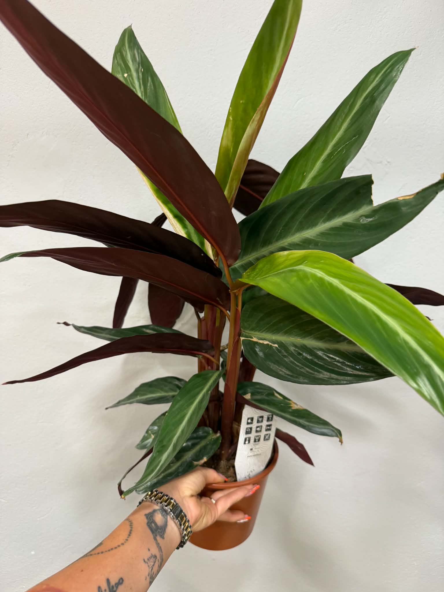 Calathea Triostar – Stromanthe sanguinea ‘Triostar’ színes levelű szobanövény