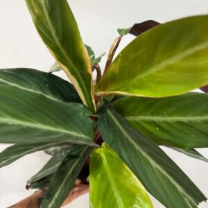Calathea Triostar – Stromanthe sanguinea ‘Triostar’ tarka levelei közelről