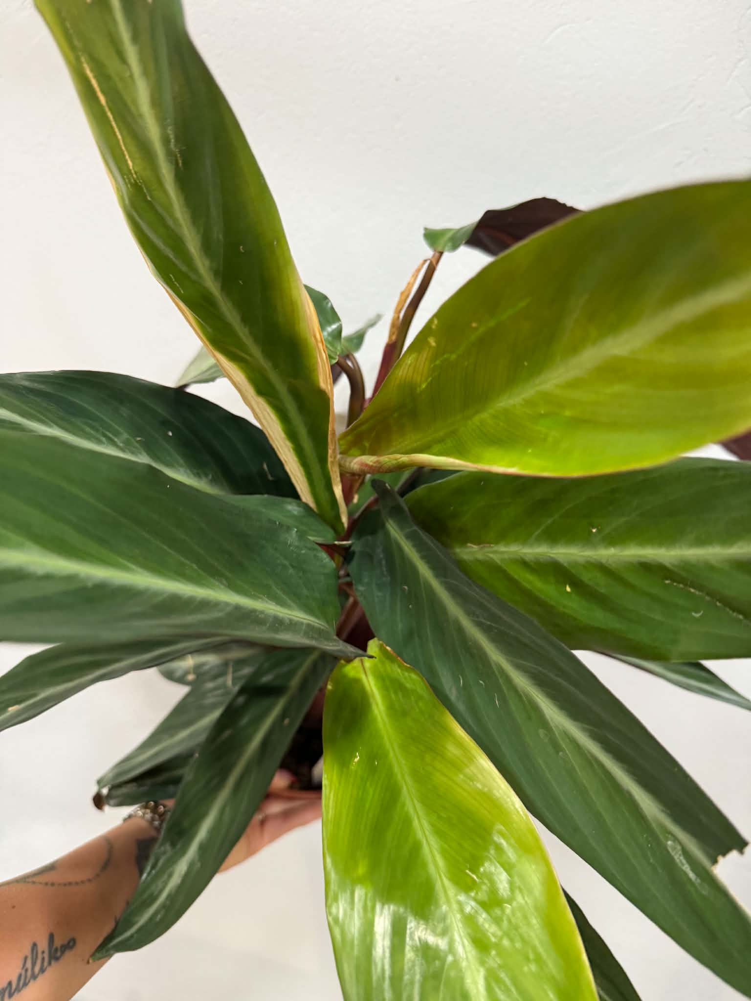 Calathea Triostar – Stromanthe sanguinea ‘Triostar’ tarka levelei közelről