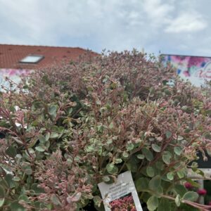 Sedum telephium 'Rock 'N Round Popstar' bokros cserepes növény bimbókkal