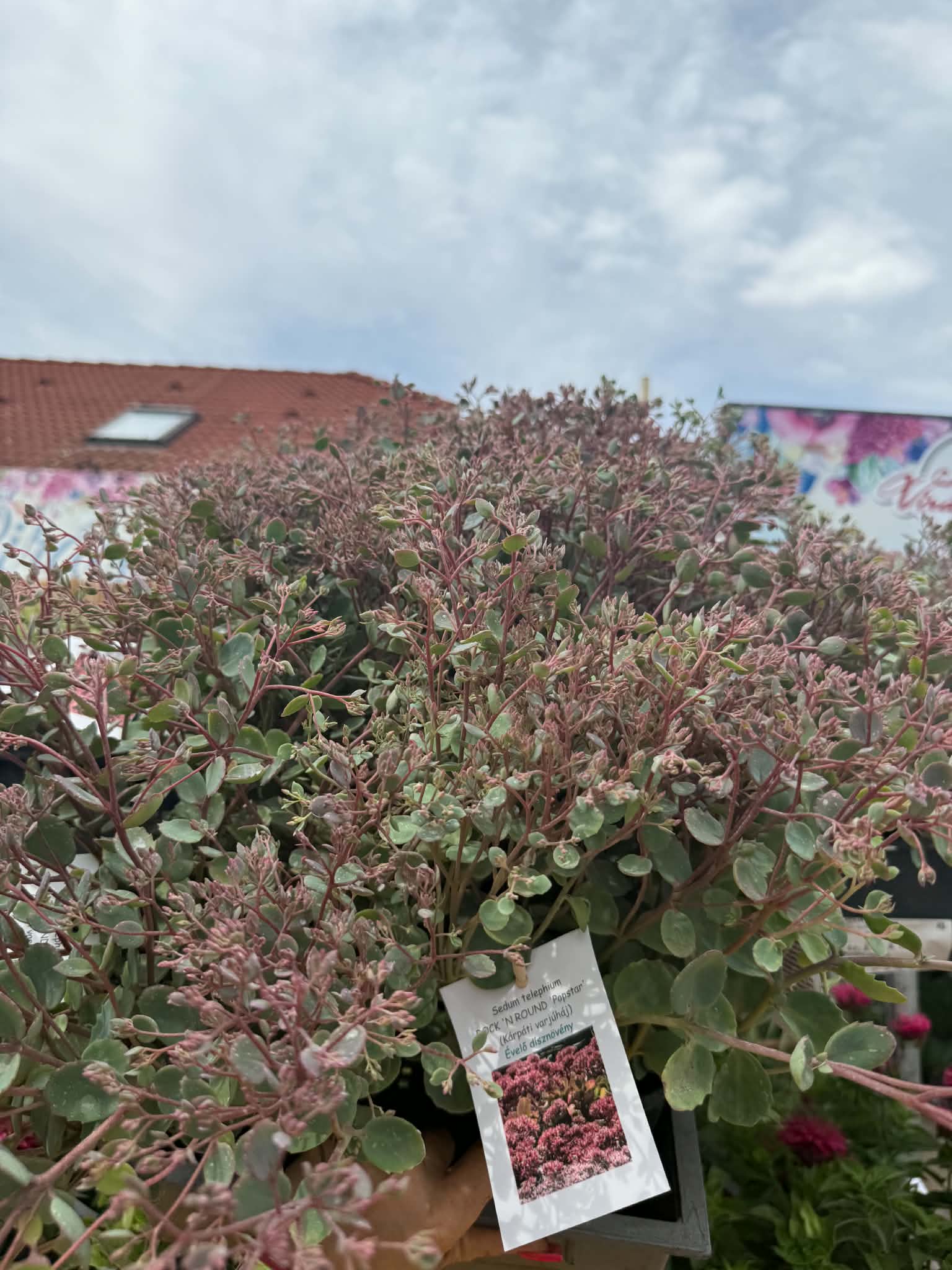 Sedum telephium 'Rock 'N Round Popstar' bokros cserepes növény bimbókkal