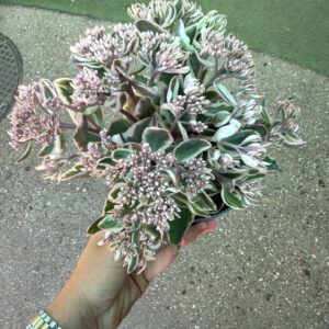 Kárpáti varjúháj – Sedum telephium ‘La Vie en Rose’ rózsaszín bimbókkal
