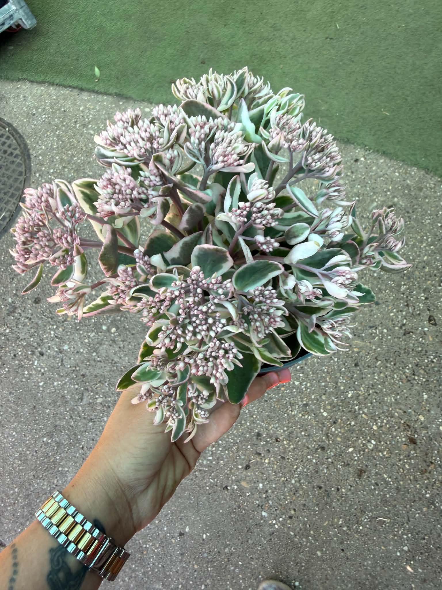 Kárpáti varjúháj – Sedum telephium ‘La Vie en Rose’ rózsaszín bimbókkal