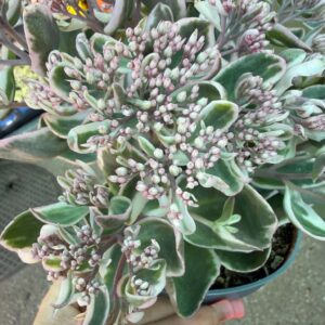 Sedum telephium ‘La Vie en Rose’ tarka levelei és rózsaszín virágbimbói közelről