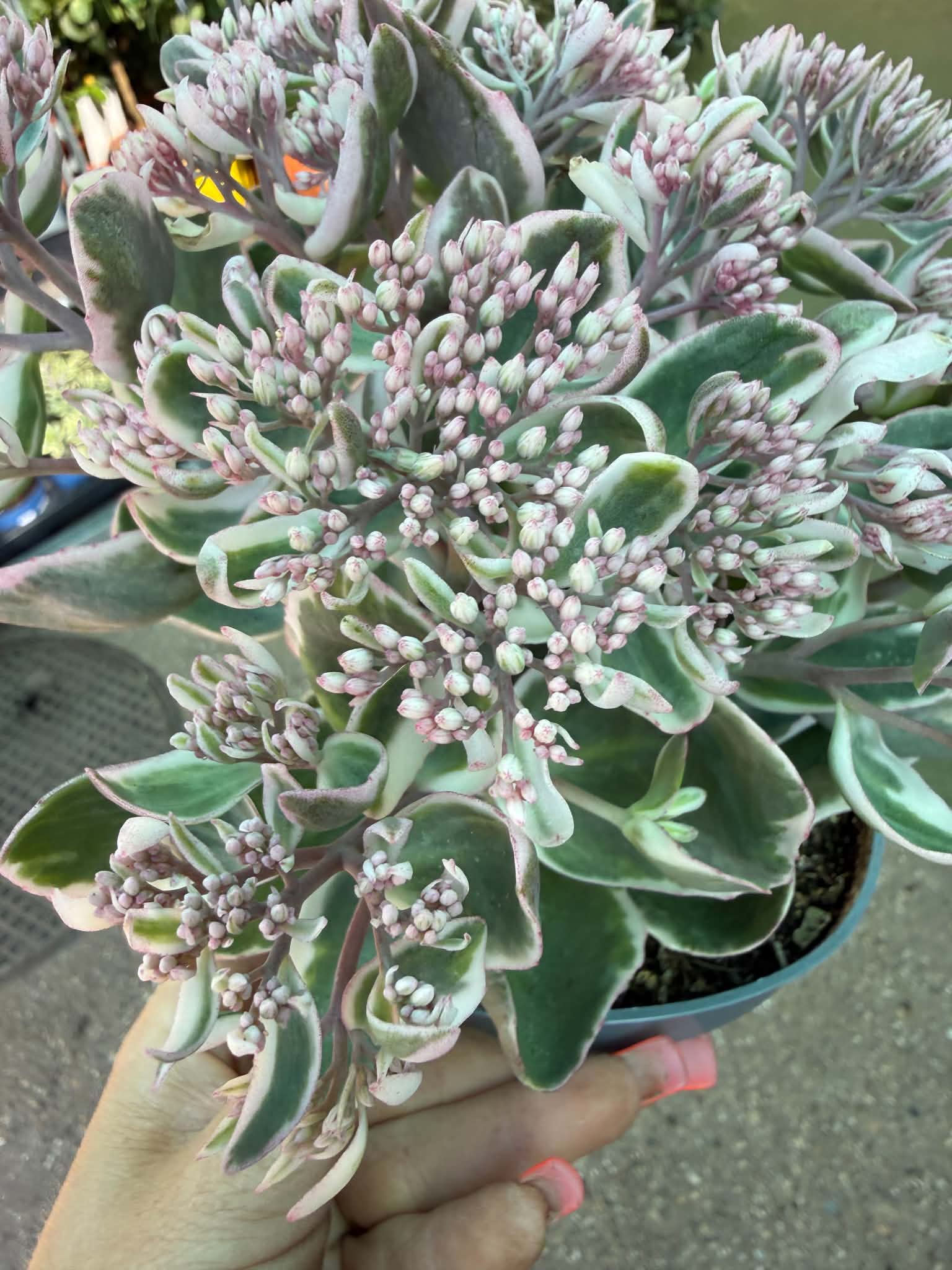 Sedum telephium ‘La Vie en Rose’ tarka levelei és rózsaszín virágbimbói közelről
