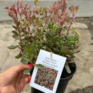 Kaukázusi varjúháj ‘Dragon’s Blood’ – Sedum spurium ‘Dragon’s Blood’ cserepes növény