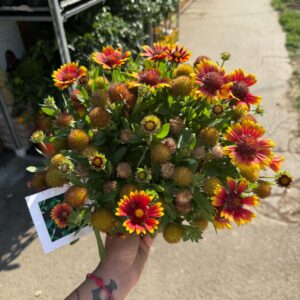 Kokárdavirág ‘Gusto Sweet Chili’ – Gaillardia hybrida piros-sárga virágokkal