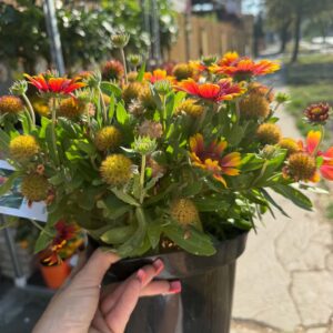 Cserepes ‘Gusto Sweet Chili’ kokárdavirág – piros-sárga virágú Gaillardia hybrida