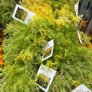 Sedum rupestre ‘Angelina’ kövi varjúháj dús, terülő sárgászöld lombbal