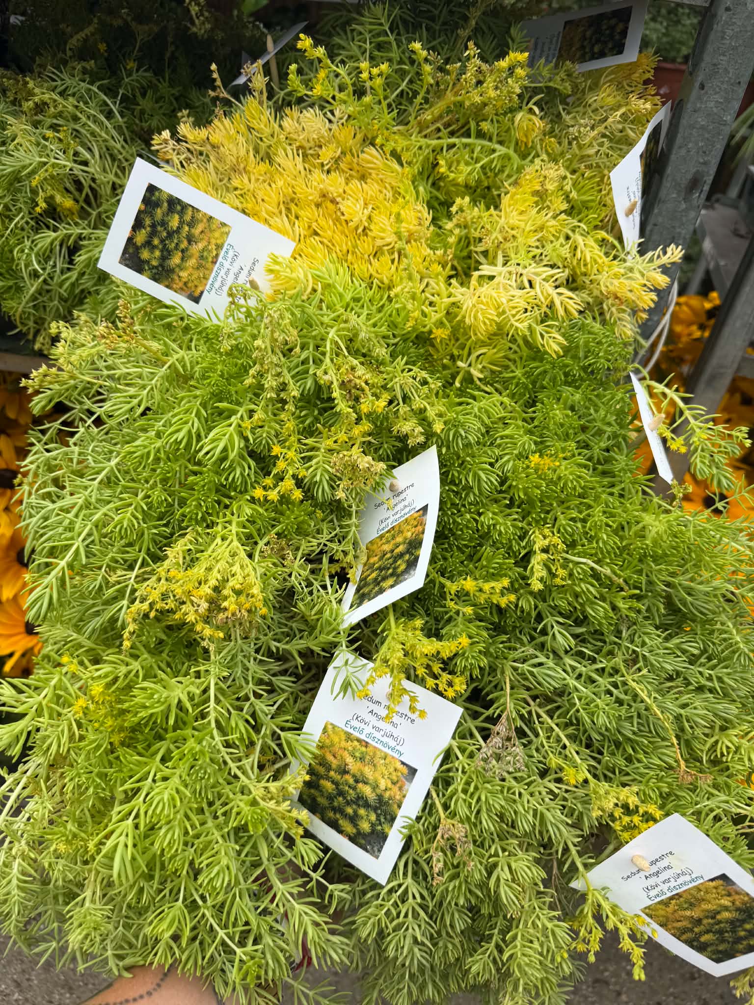 Sedum rupestre ‘Angelina’ kövi varjúháj dús, terülő sárgászöld lombbal