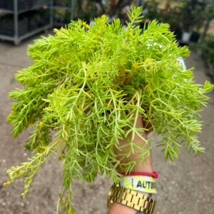 Kövi varjúháj – Sedum rupestre ‘Angelina’