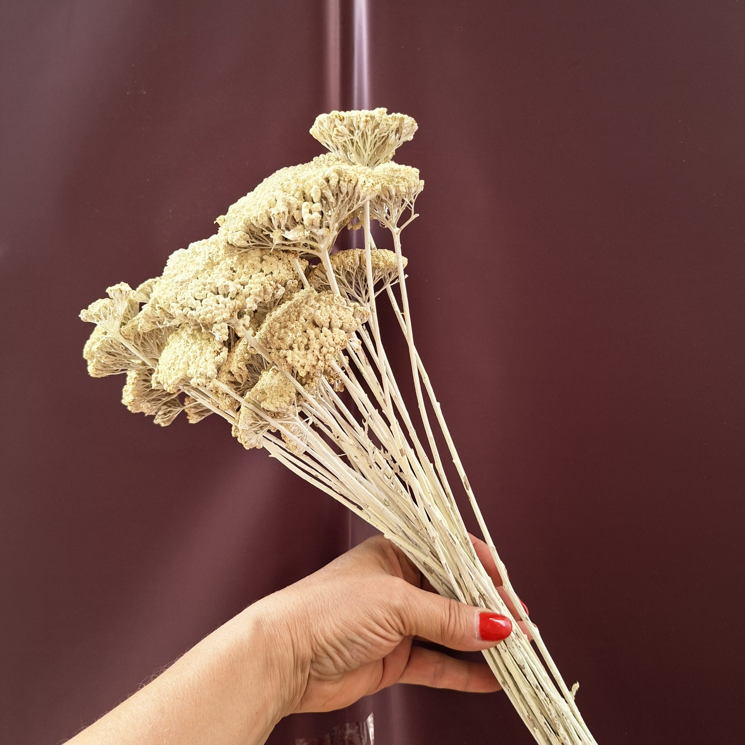 Krémszínű szárított cickafark csokor – Achillea