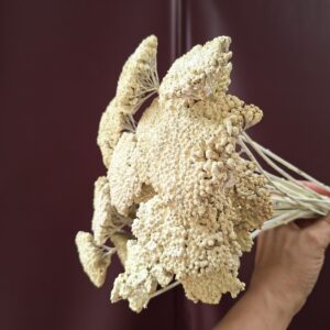 Krémszínű szárított cickafark virágzat közelről – Achillea