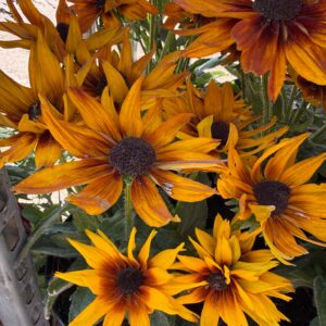 Kúpvirág többféle – Rudbeckia sp. narancsos színű változat