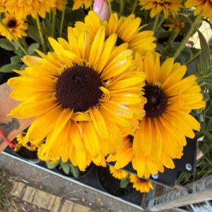 Kúpvirág többféle – Rudbeckia sp. sárga színű változat