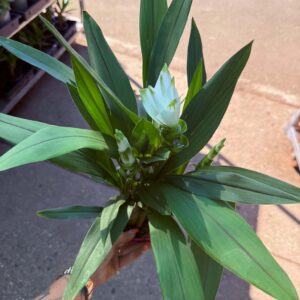 Fehér díszkurkuma – Curcuma alismatifolia cserepes növény