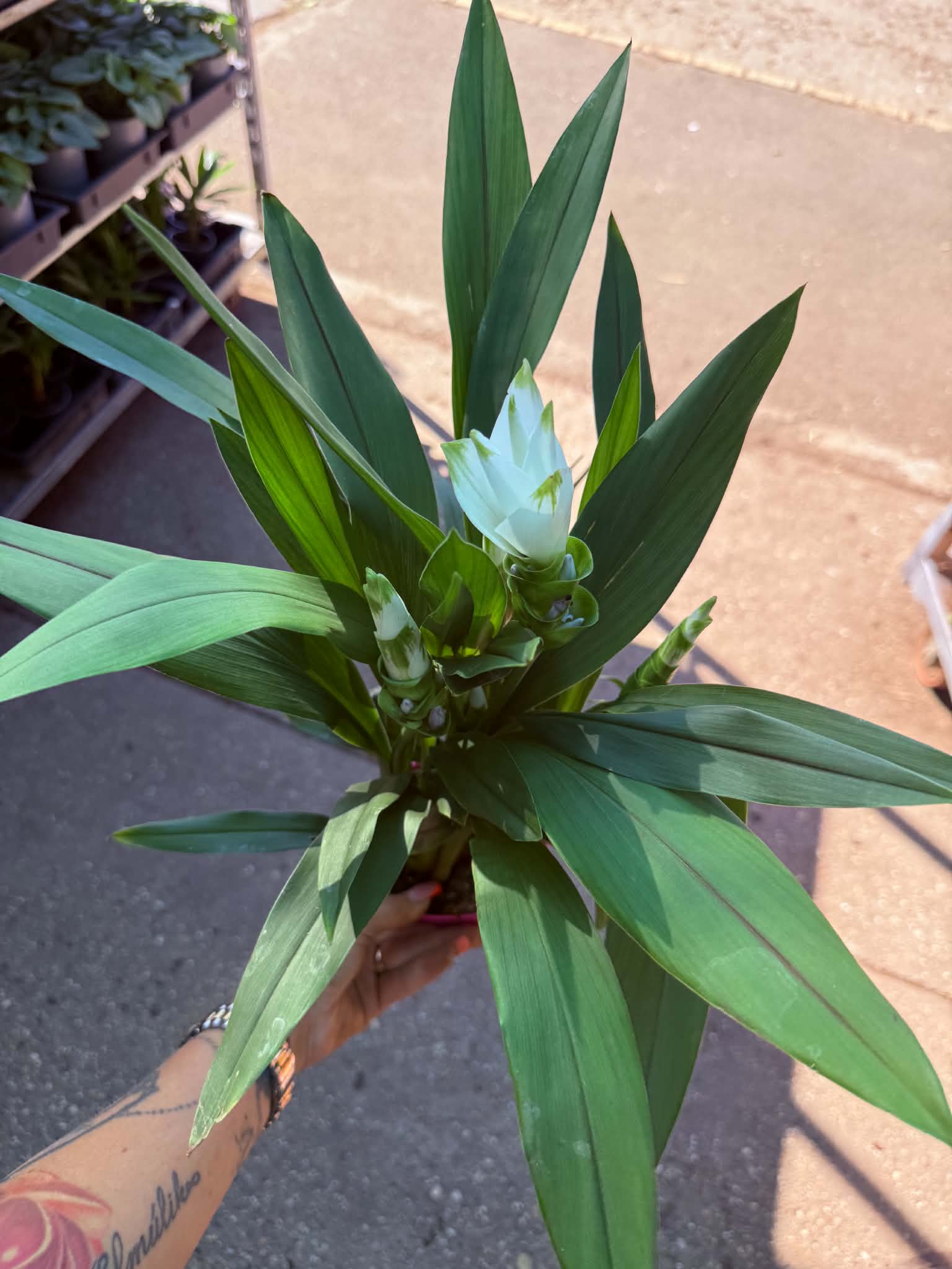 Fehér díszkurkuma – Curcuma alismatifolia cserepes növény