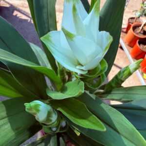 Fehér díszkurkuma – Curcuma alismatifolia virágzata közelről