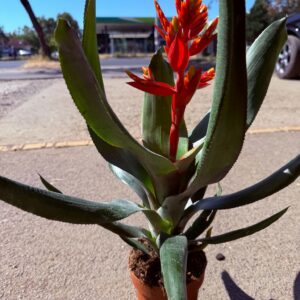 Lándzsarózsa – Aechmea sp. élénkpiros virágzattal